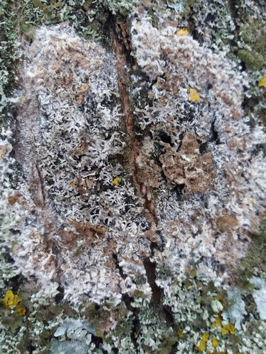 Athelia arachnoidea image