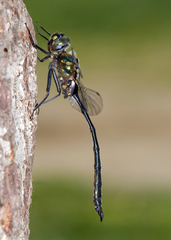 Somatochlora franklini