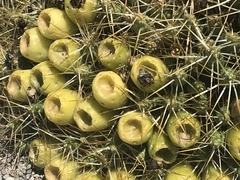 Maihueniopsis molfinoi