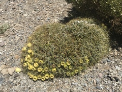 Maihueniopsis molfinoi