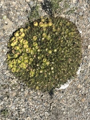 Maihueniopsis molfinoi