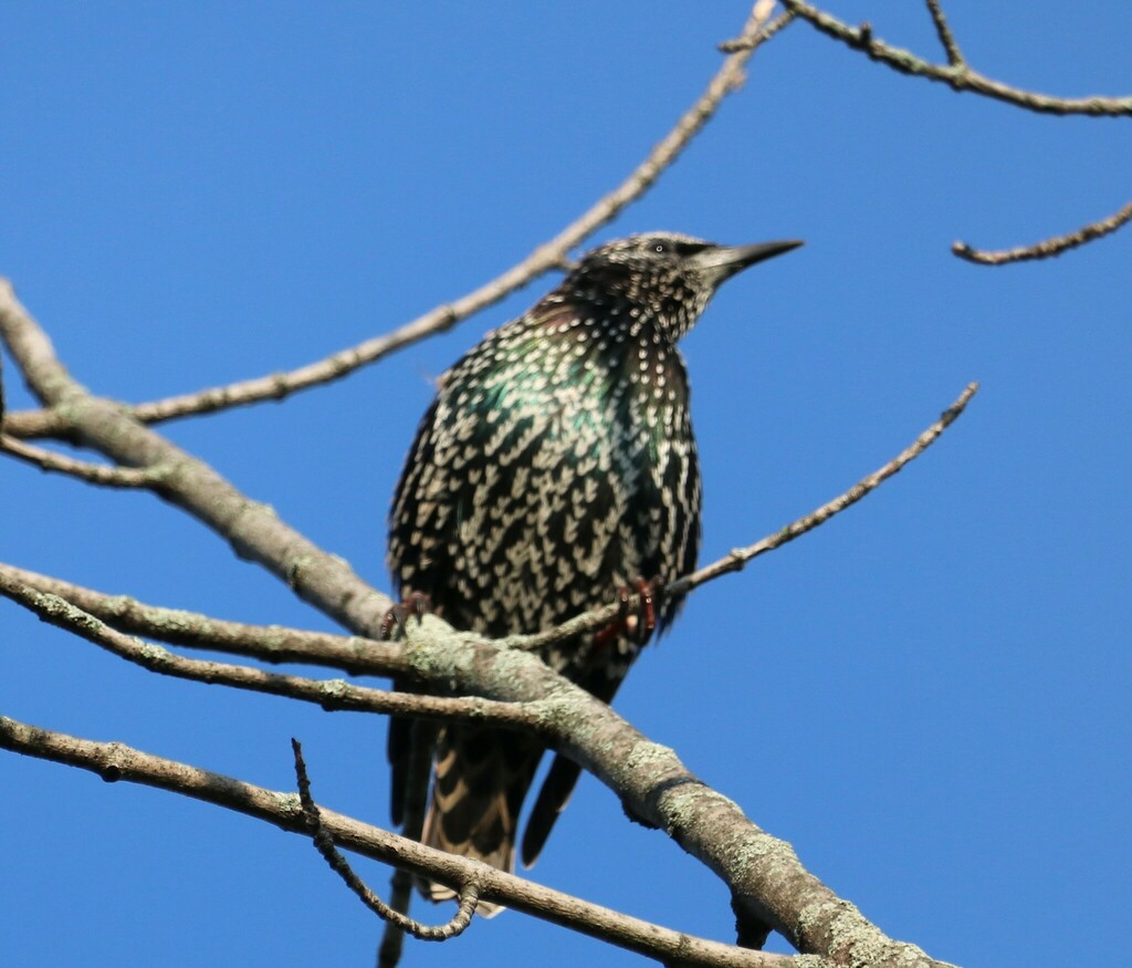 European Starling From St Catharines On Canada On August 26 2023 At