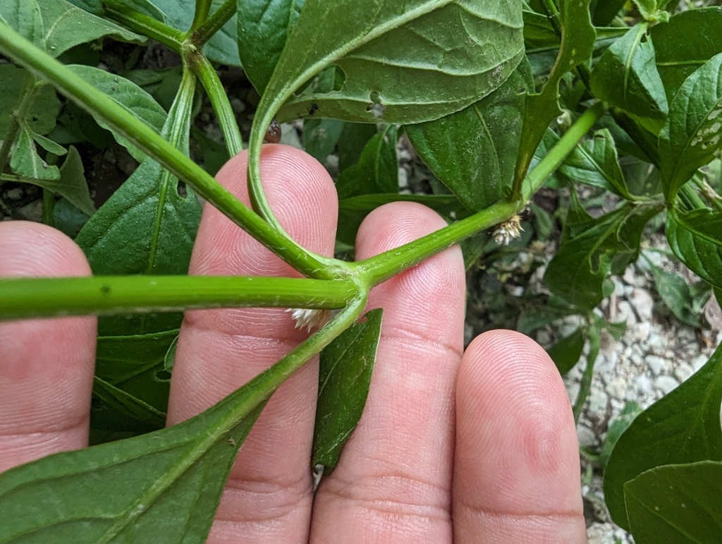 apaga-fogo — foto 1