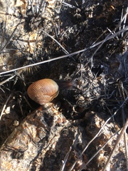 Xerarionta intercisa