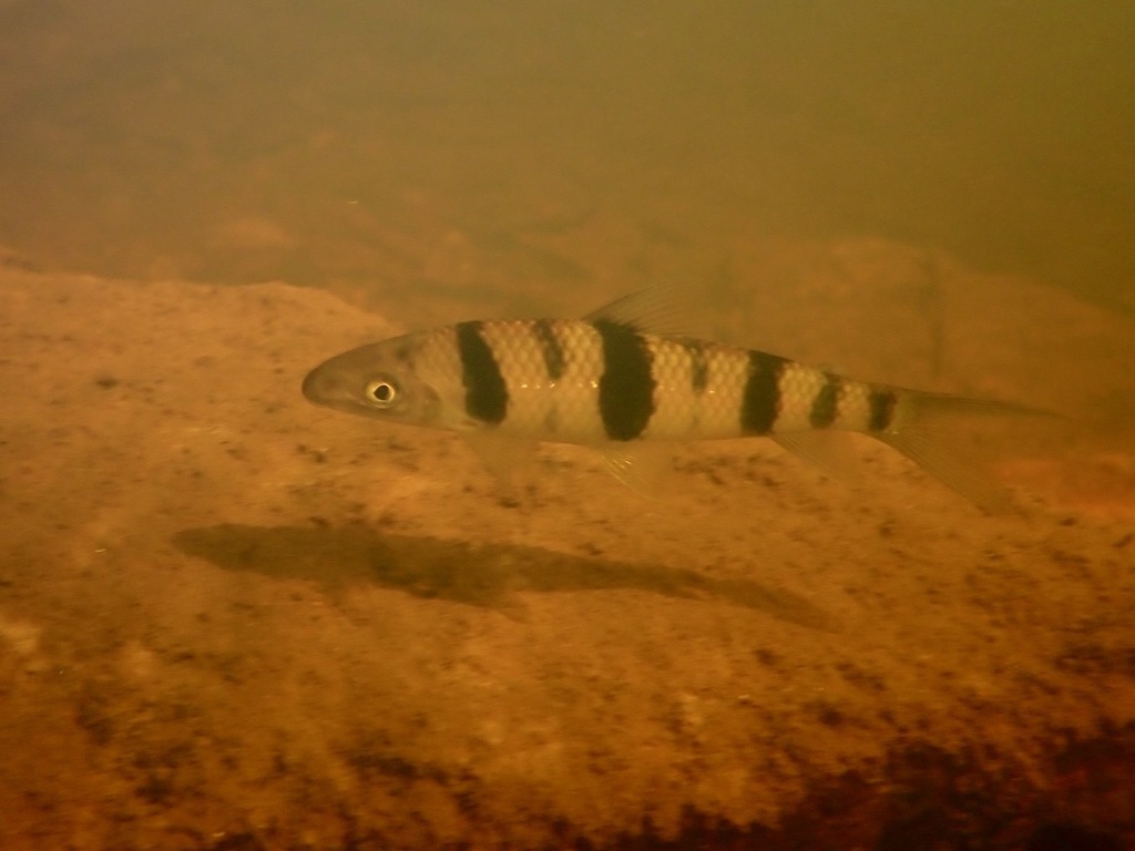 Spotted Leporinus