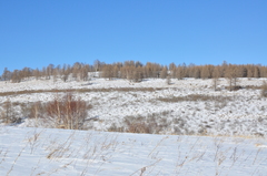 Cervus canadensis sibiricus