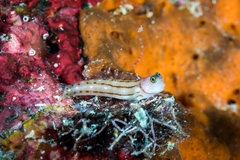Three-Lined Blenny photo 4