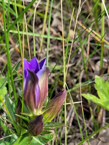 downy gentian