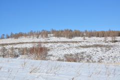 Cervus canadensis sibiricus