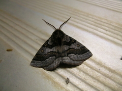 Anthela tetraphrica