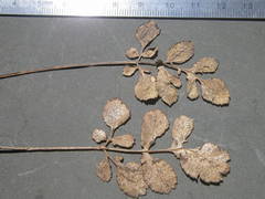 Lichtensteinia obscura