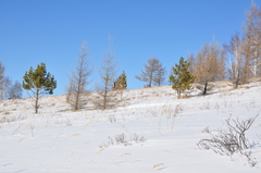 Cervus canadensis sibiricus