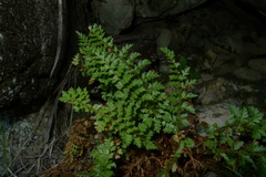 Polystichum cystostegium