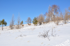 Cervus canadensis sibiricus
