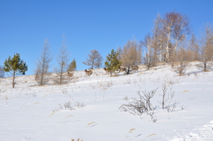 Cervus canadensis sibiricus