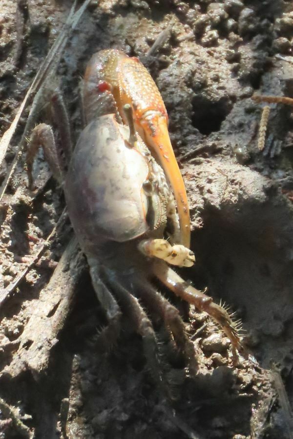 Red-jointed Fiddler Crab from James City County, VA, USA on August 26 ...