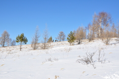 Cervus canadensis sibiricus