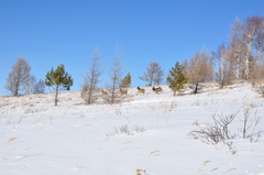Cervus canadensis sibiricus