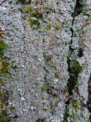 Physconia perisidiosa