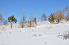 Cervus canadensis sibiricus