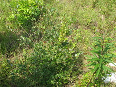 Rhododendron viscosum