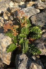 Anisotome pilifera