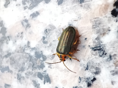 Xanthogaleruca aenescens