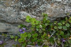 Myrsine nummularia