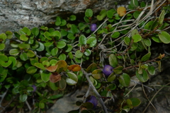 Myrsine nummularia