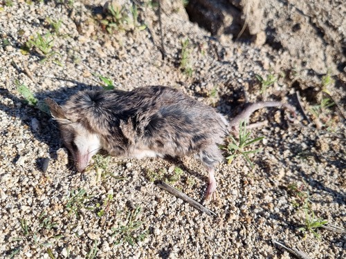 Elegant Fat-tailed Mouse Opossum