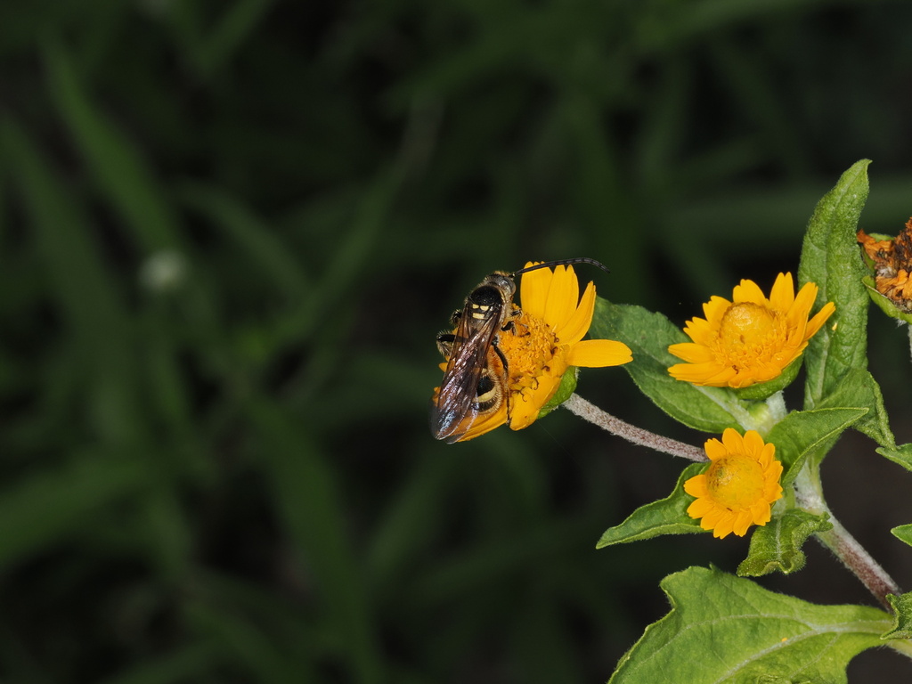 Scolia histrionica japonica from 婦中町羽根, 富山市, 富山県, JP on August 26, 2023 ...