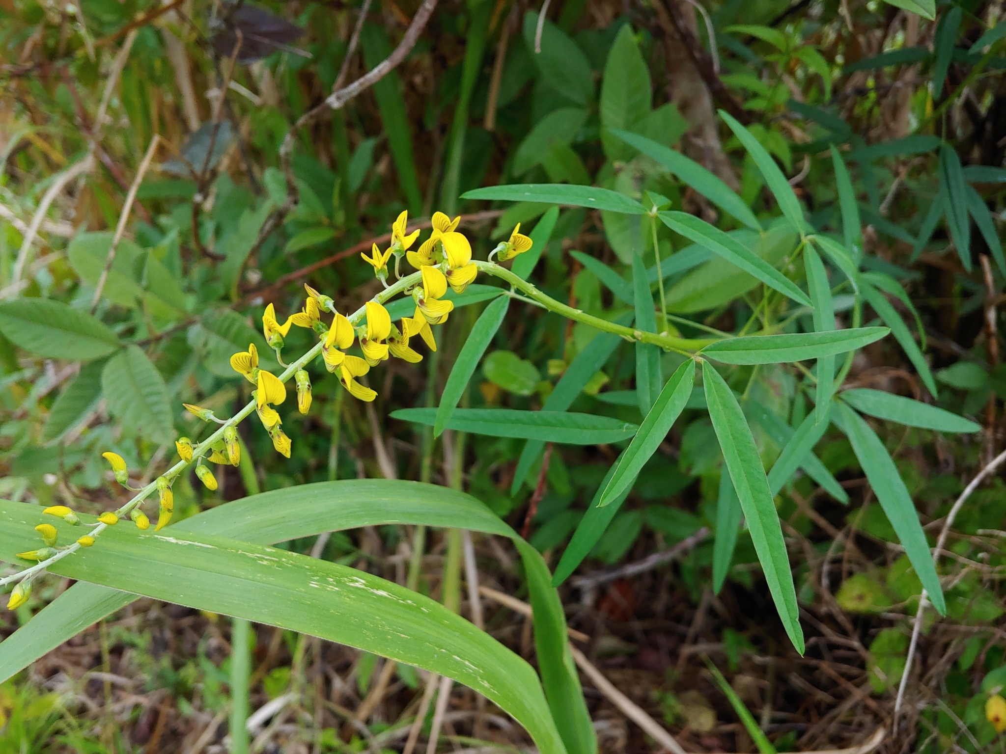 Crotalaria brevidens