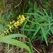Crotalaria brevidens - Photo (c) Kurt Miller,  זכויות יוצרים חלקיות (CC BY-NC), הועלה על ידי Kurt Miller