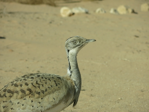Avutarda Hubara Asiática (Chlamydotis macqueenii)