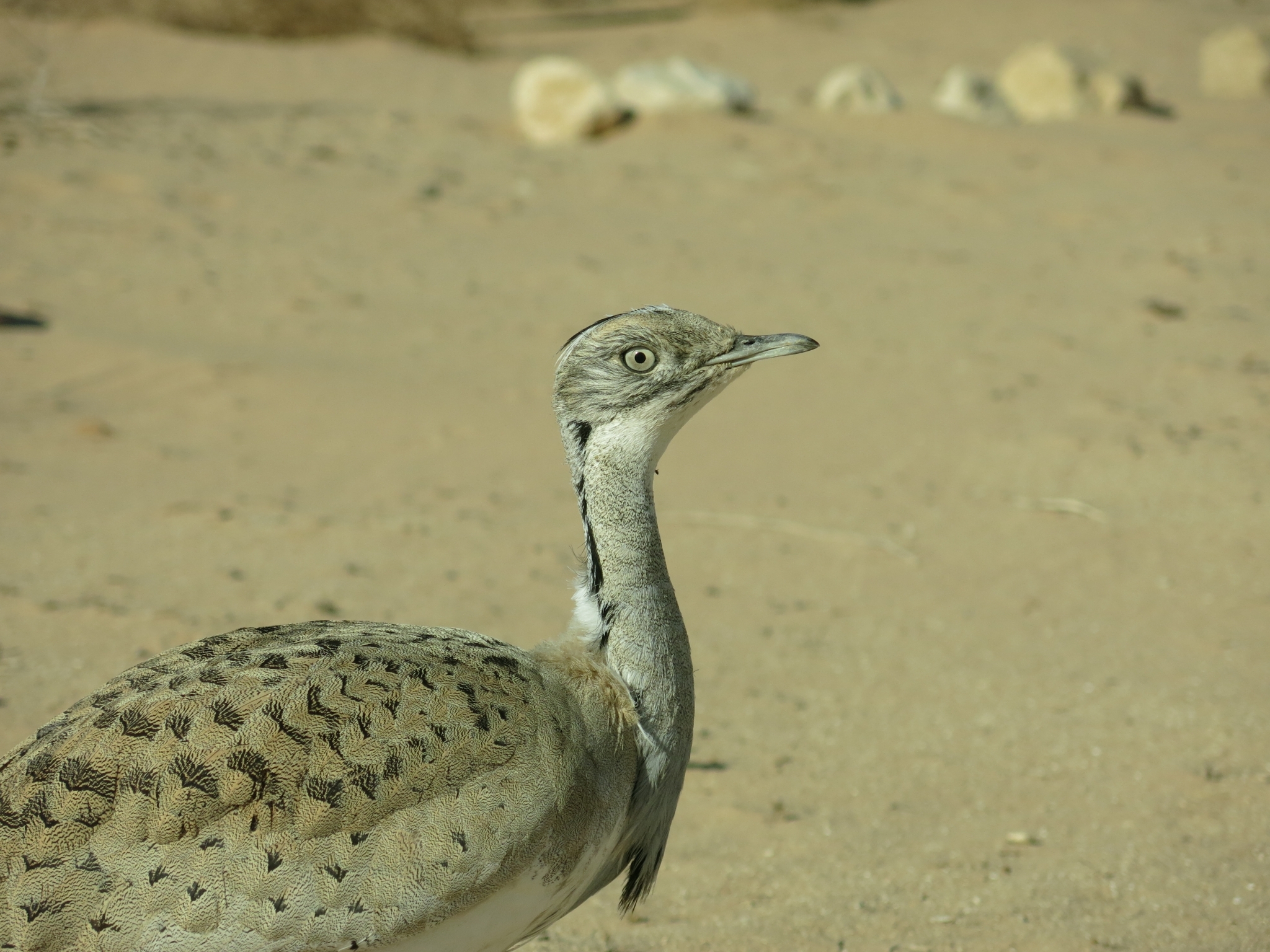 Asian Houbara (Chlamydotis macqueenii), photo 5