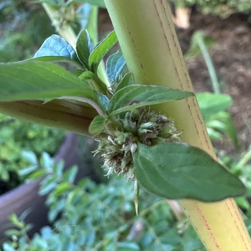 Spiny amaranth (Amaranthus spinosus)
