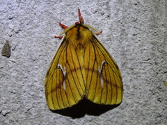 Cerodirphia nadiana