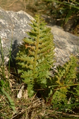 Polystichum cystostegium