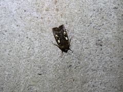 Calymniodes