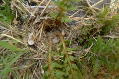 Polystichum cystostegium