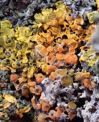 Pronectria xanthoriae