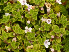 Clinopodium nubigenum