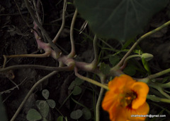 Tropaeolum majus