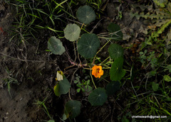 Tropaeolum majus