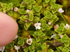 Clinopodium nubigenum