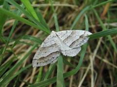 Perizoma parallelolineatum