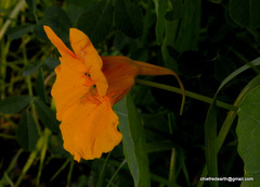 Tropaeolum majus