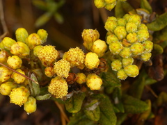 Monticalia andicola