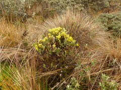 Monticalia andicola