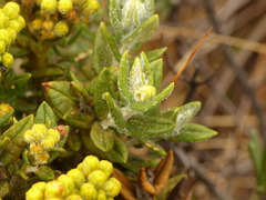 Monticalia andicola